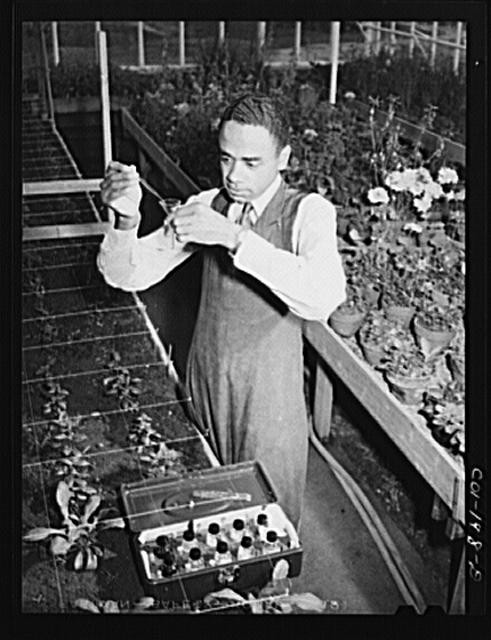 Photo:Tuskegee Institute, Alabama. Botanist