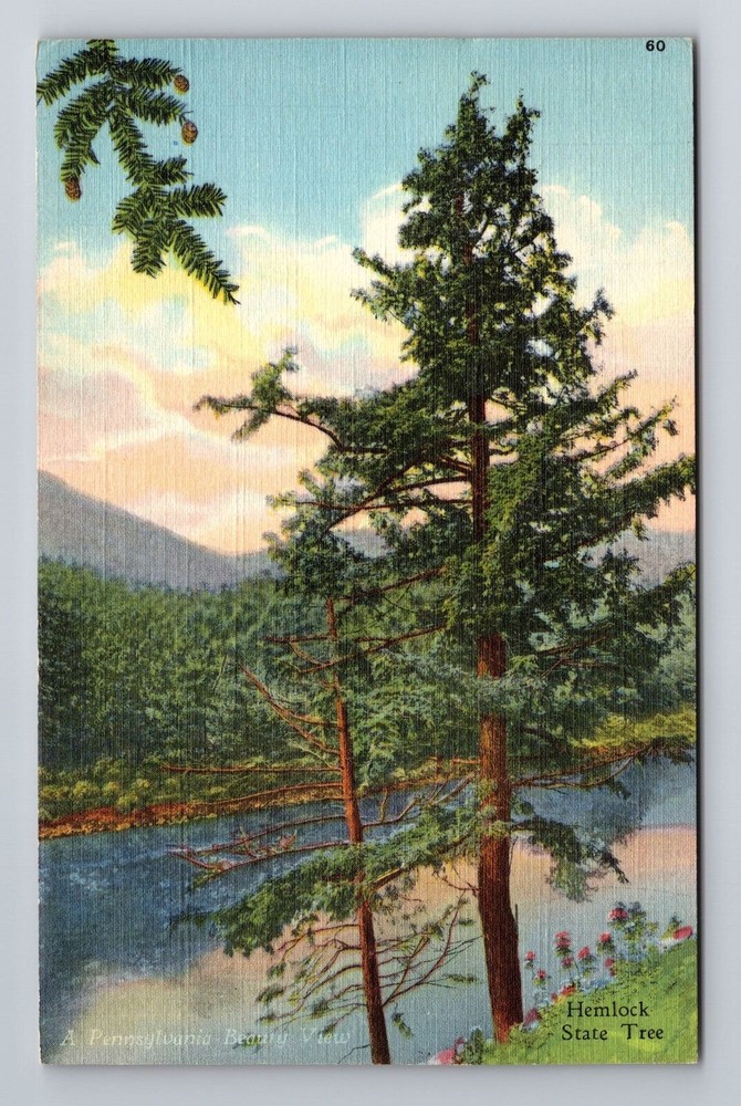PA-Pennsylvania, Hemlock State Tree, Antique, Vintage Souvenir Postcard