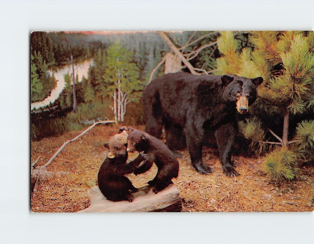 Postcard Michigan Black Bear and Cubs Underground Forest Frederic Michigan USA