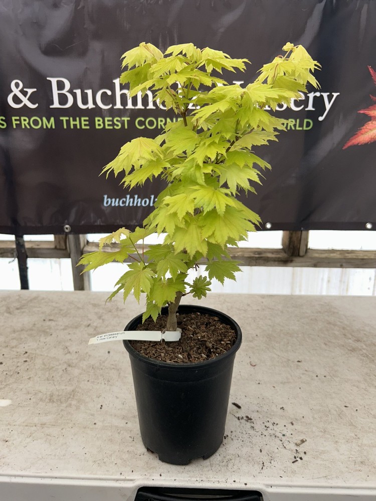 Acer shirasawanum ‘Yellow Canary’ Golden Full Moon Japanese Maple 1 Gallon
