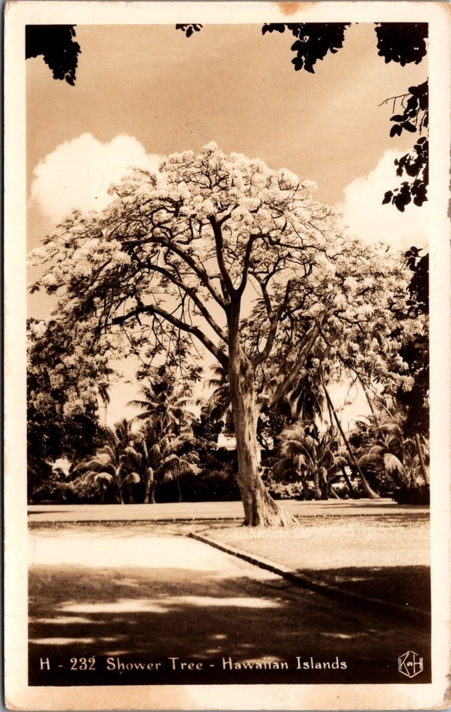 Vintage Hawaiian Islands Shower Tree Real Photo Postcard RPPC