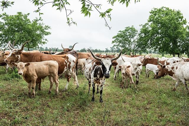 Chappell Hill Texas 2014 Lonesome Pine Ranch Longhorn Herd Ranch Resort