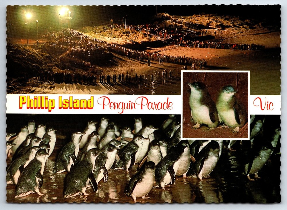 Phillip Island Penguin Parade Australia Vintage Nu-Color-Vue Postcard