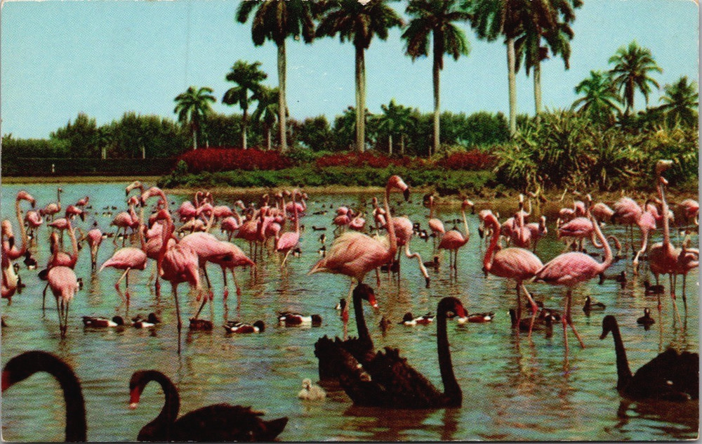 Florida FL Hialeah Race Course Flamingos Black Swans Lake Postcard Old Vintage