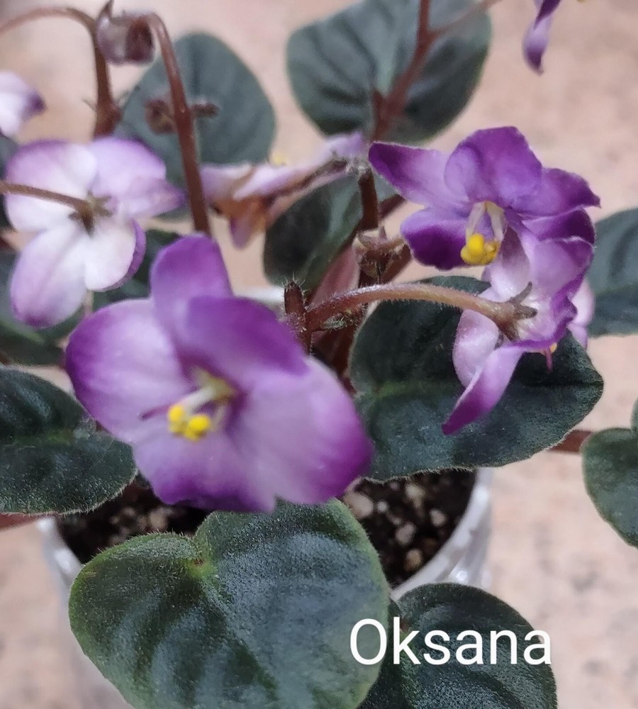 African Violet LEAF POT - OKSANA (Sorano) - semi-miniature