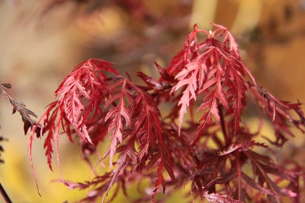 Acer palmatum 'Firecracker' - Japanese Maple *Live Plant-image