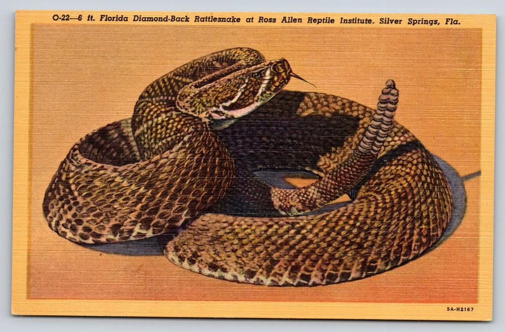 Silver Springs Florida~Ross Allen Reptile Inst~Diamond-Back Rattlesnake~Linen PC