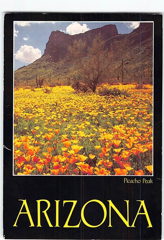 Postcard Poppies Blanket Picacho Peak Arizona USA