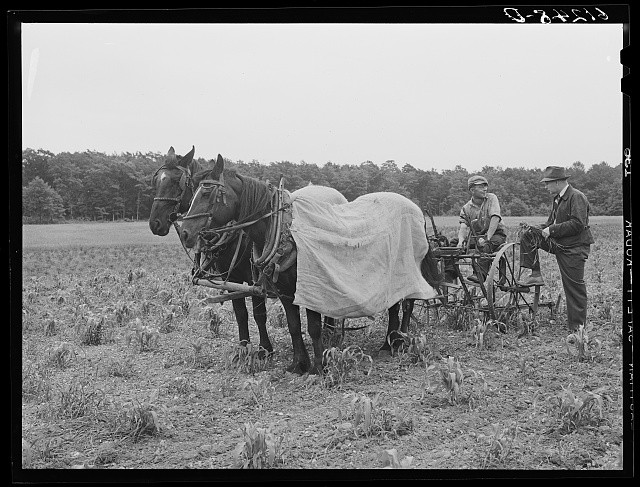 Door County Wisconsin 1940 County Supervisor FSA Borrower Corn Cultivation