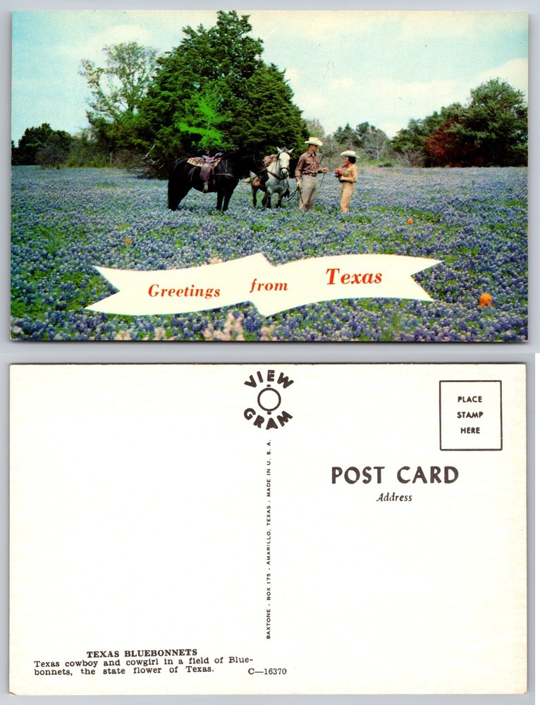 Texas Bluebonnet Cowboys Horses Field Postcard