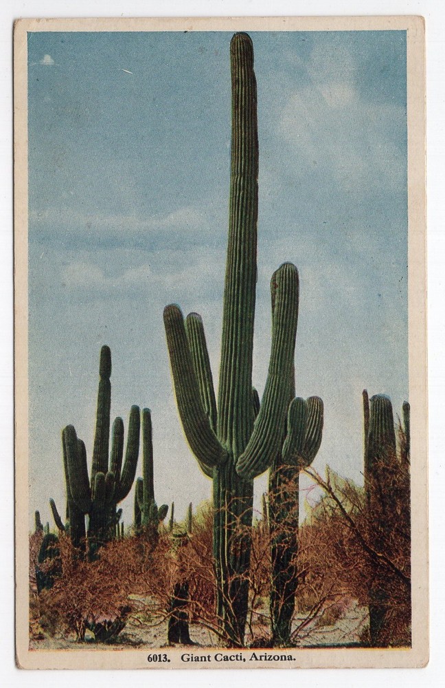 1920s? WB - CLOSEOUT - Giant Cacti (?Saguaro Nat'l Mon?) - Arizona