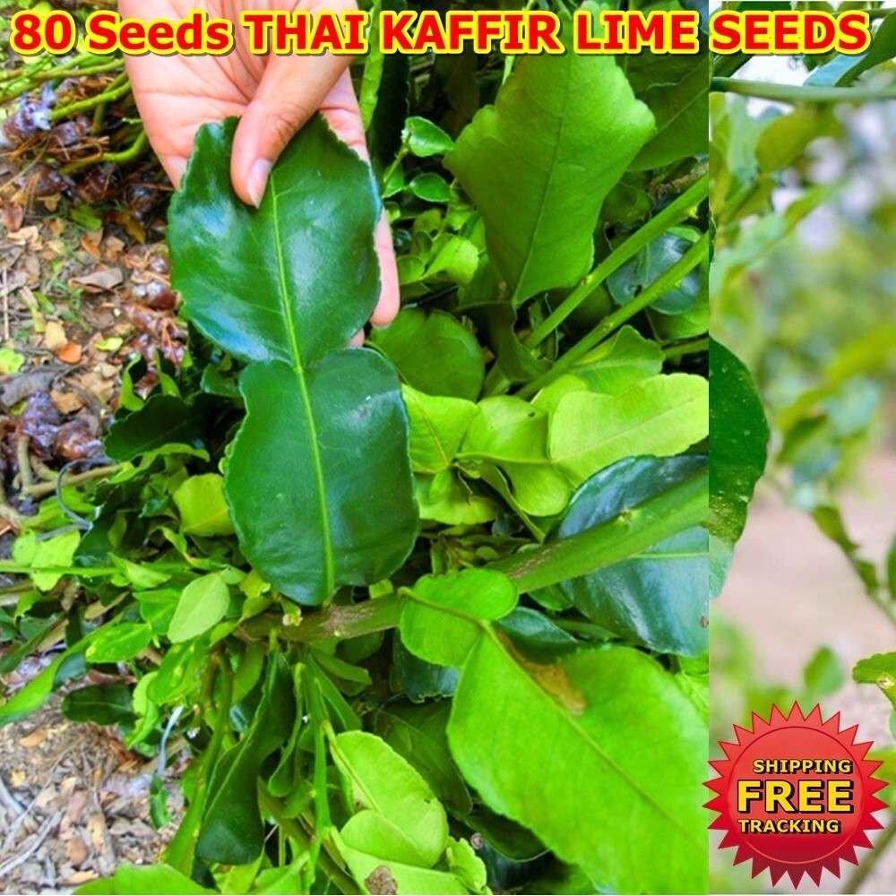 A2 THAI KAFFIR LIME SE EDS Fragrant Organic Source Free Delivery Food 80 Se eds