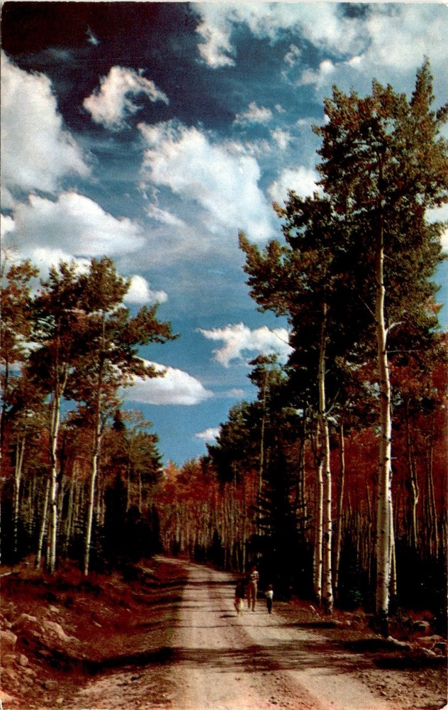 SOUTHWEST POST CARD CO., ALBUQUERQUE, N.M., ASPENS, Postcard
