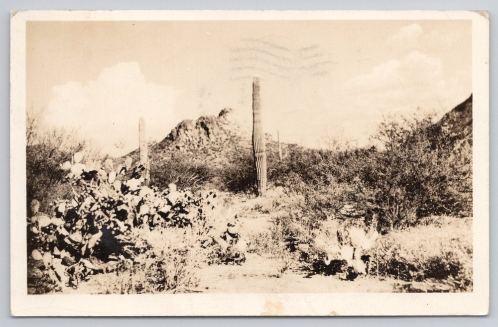 1936 Tucson Arizona RPPC Saguaro Cactus Desert Landscape Postcard