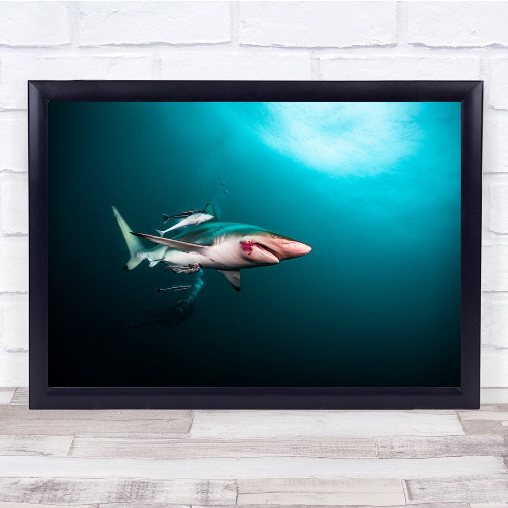 Sharks Ocean Wild Female Africa Scars From Mating Wall Art Print