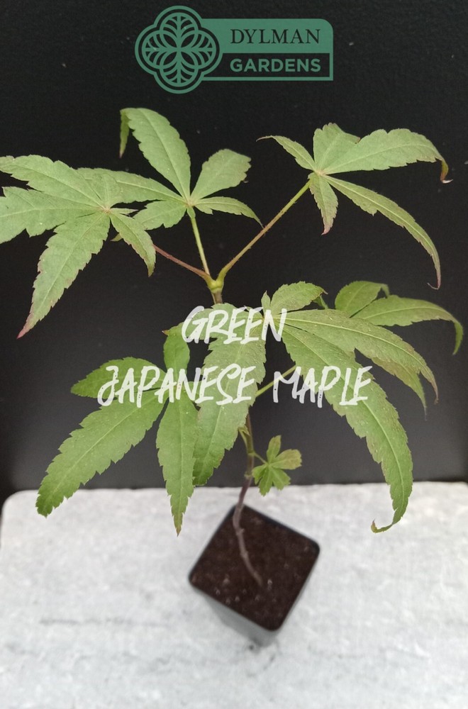 Dormant Green Japanese Maple Seedling - Acer palmatum - Rootstock 8 to 10 inches-image