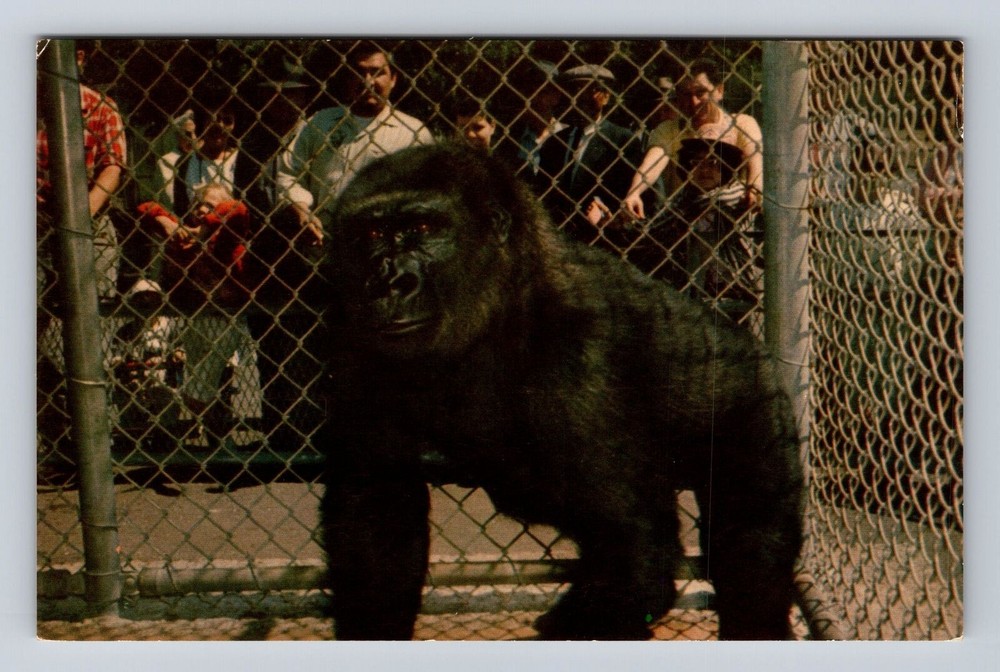 San Francisco CA-California, San Francisco Zoo Gorilla, Vintage Postcard