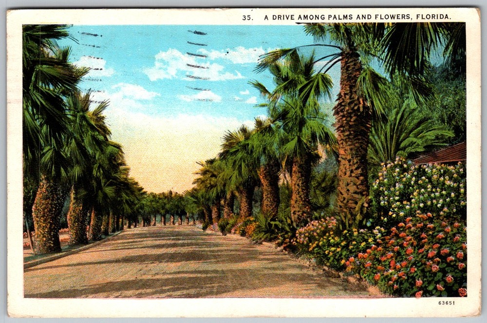 Antique Postcard Drive Among Palms and St Petersburg, FL 1910s