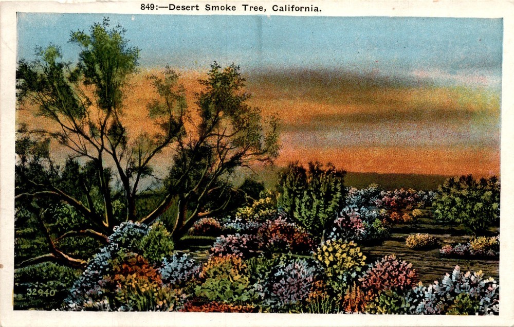 Desert Smoke Tree, California, M. Kashower Co., Los Angeles, Postcard