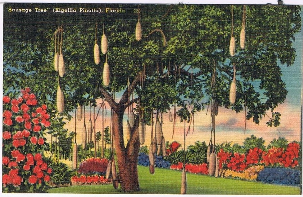 Florida Postcard Sausage Tree Kigellia Pinatta