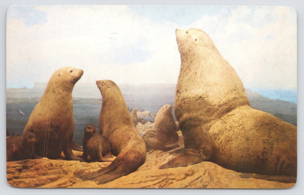 Animal~Stellar Sea Lion On Rocks Off Monterey California~Vintage Postcard