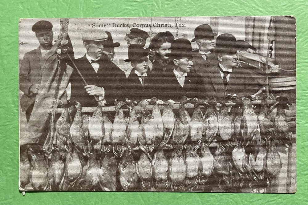 CORPUS CHRISTI Texas Some Ducks TX vintage postcard