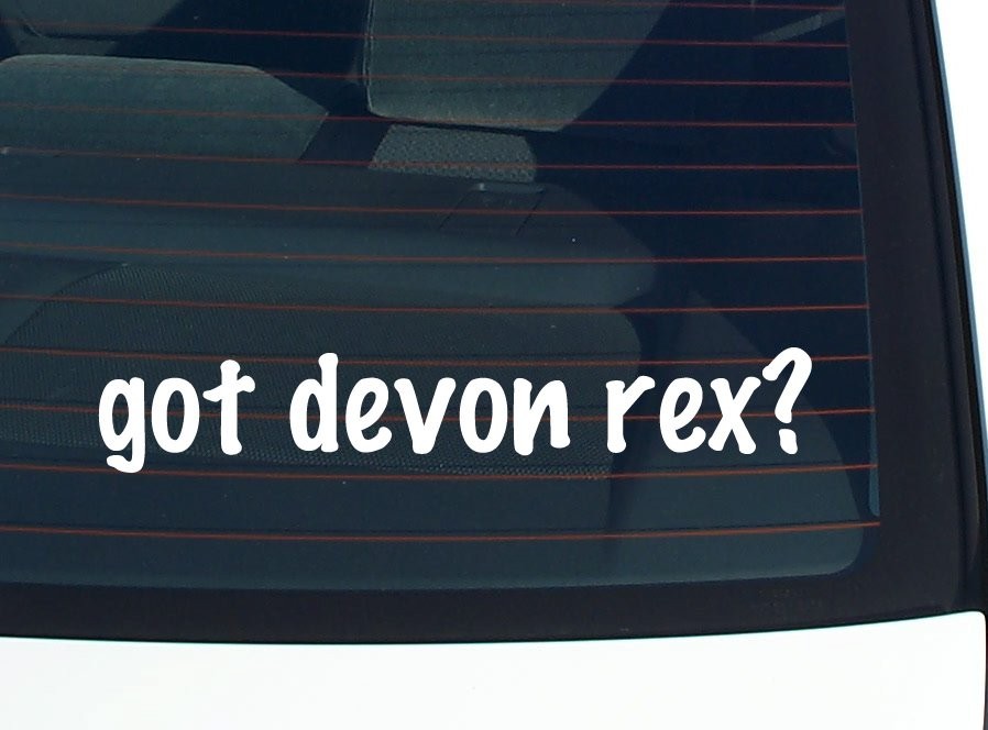 Devon Rex Cat Lover Car Decal Funny Bumper Sticker Vinyl Window Joke