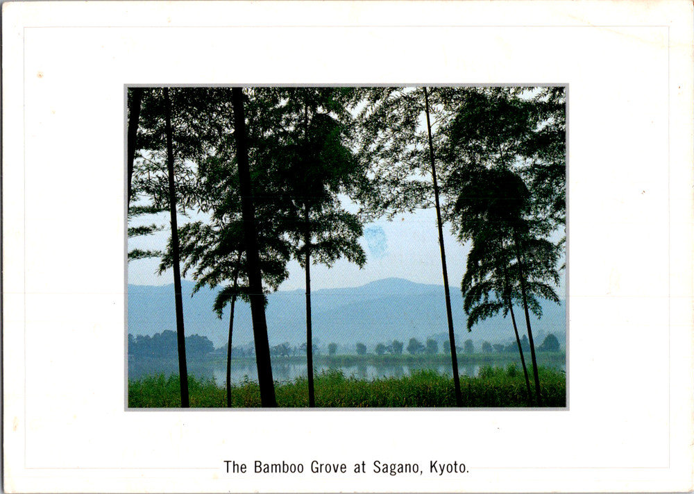 Vintage Postcard Kyoto Japan Sagano Bamboo Grove Scenic View