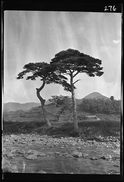 Photo:Japan Korea 1908 Travel Views Pine Trees Mountain River Landscape
