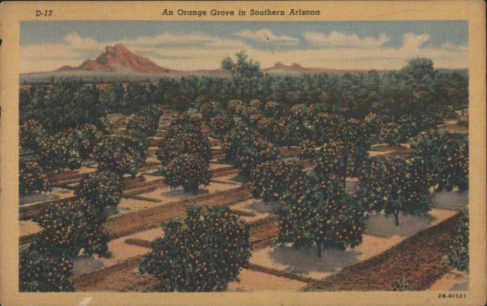 Orange Grove, Southern Arizona, AZ Teich 1953 Tucson Original Vintage Postcard