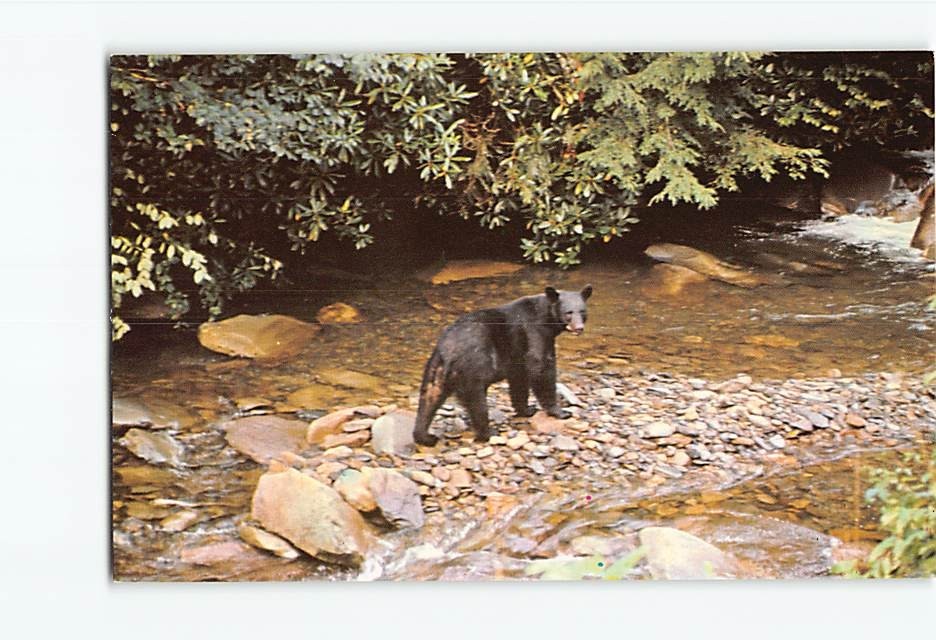 Postcard Black Bear Along Mountain Stream Great Smoky Mountains National Park