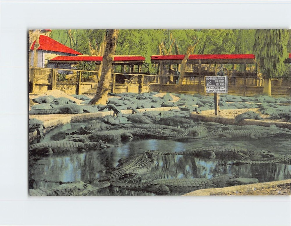 Postcard Alligator Farm Saint St. Augustine Florida USA North America