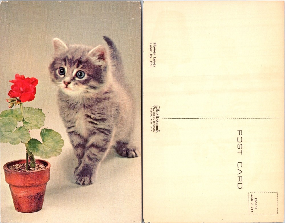 Gray Kitten and Red Flower Pot Postcard