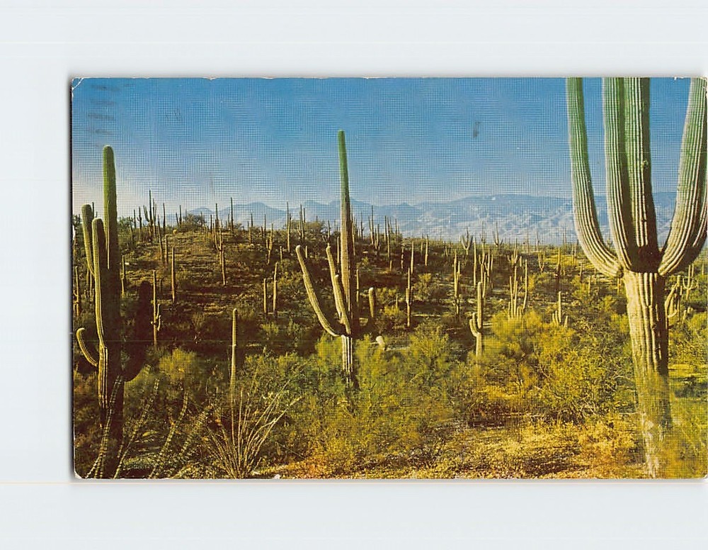 Postcard Desert Giant Cactus Saguaro National Monument  Arizona