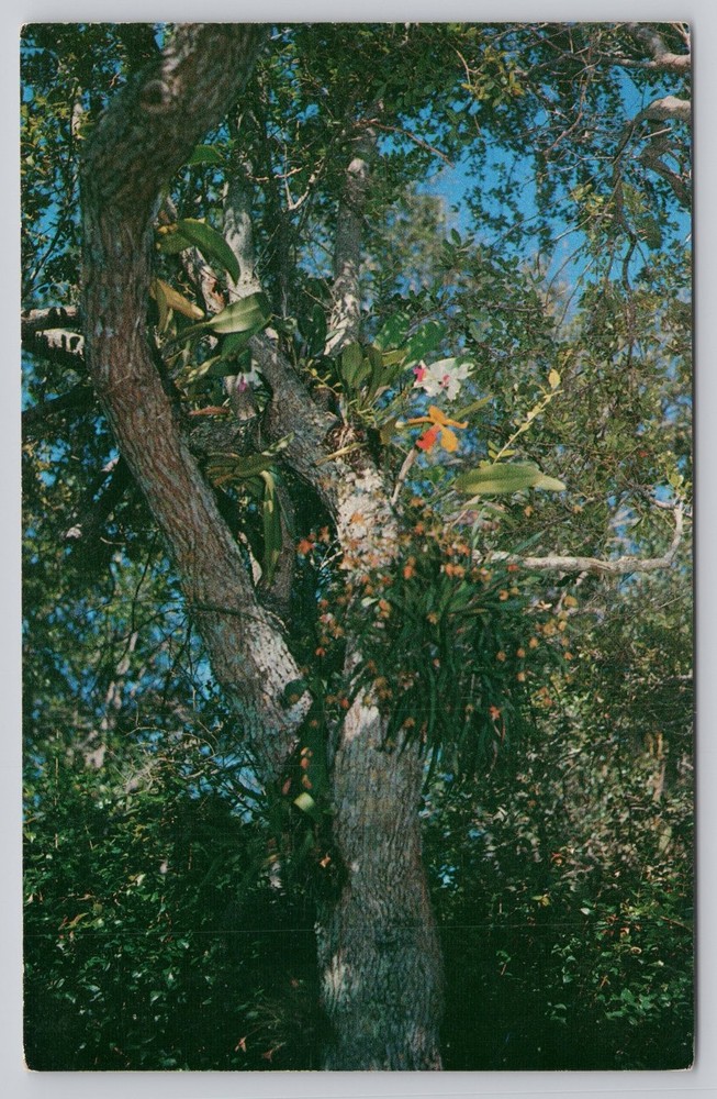 Fairchild Tropical Garden Miami FL Live Oak Tree Orchids Postcard