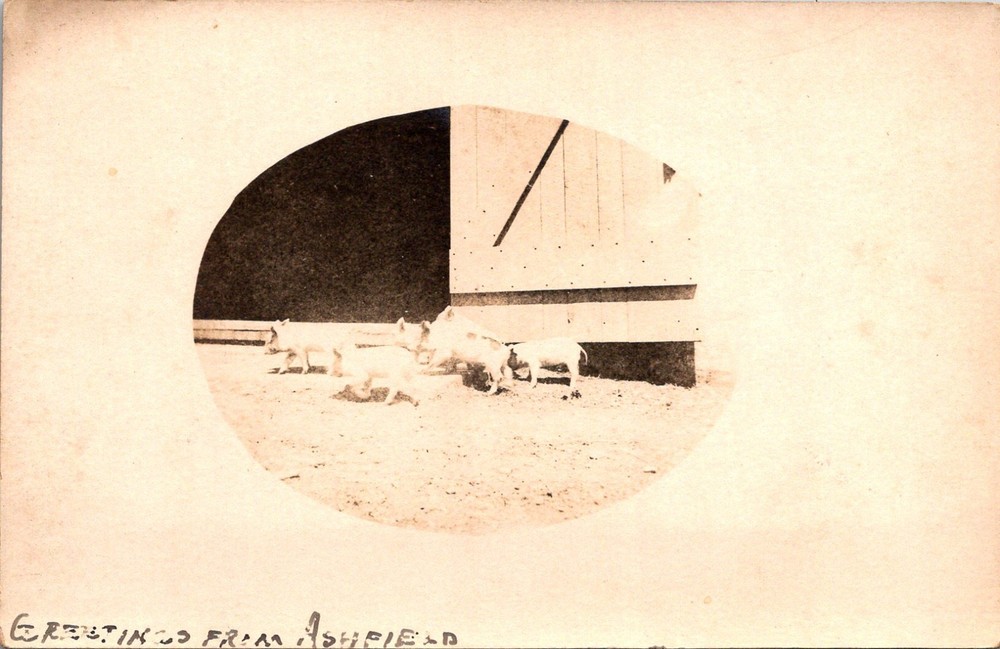 Greetings from Ashfield Group of Piglets Pigs at Barn Door RPPC Postcard   35532