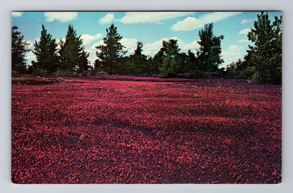 Arco ID-Idaho, Craters of the Moon National Monument, Antique Vintage Postcard