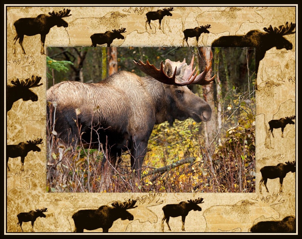 Moose Scatter Laser Engraved Wood Picture Frame Landscape (4 x 6)