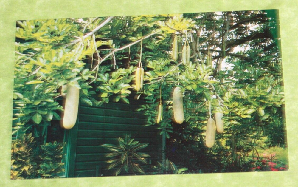 Vintage Souvenir Travel Postcard Sausage Tree Edison Winter Home Fort Myers FL