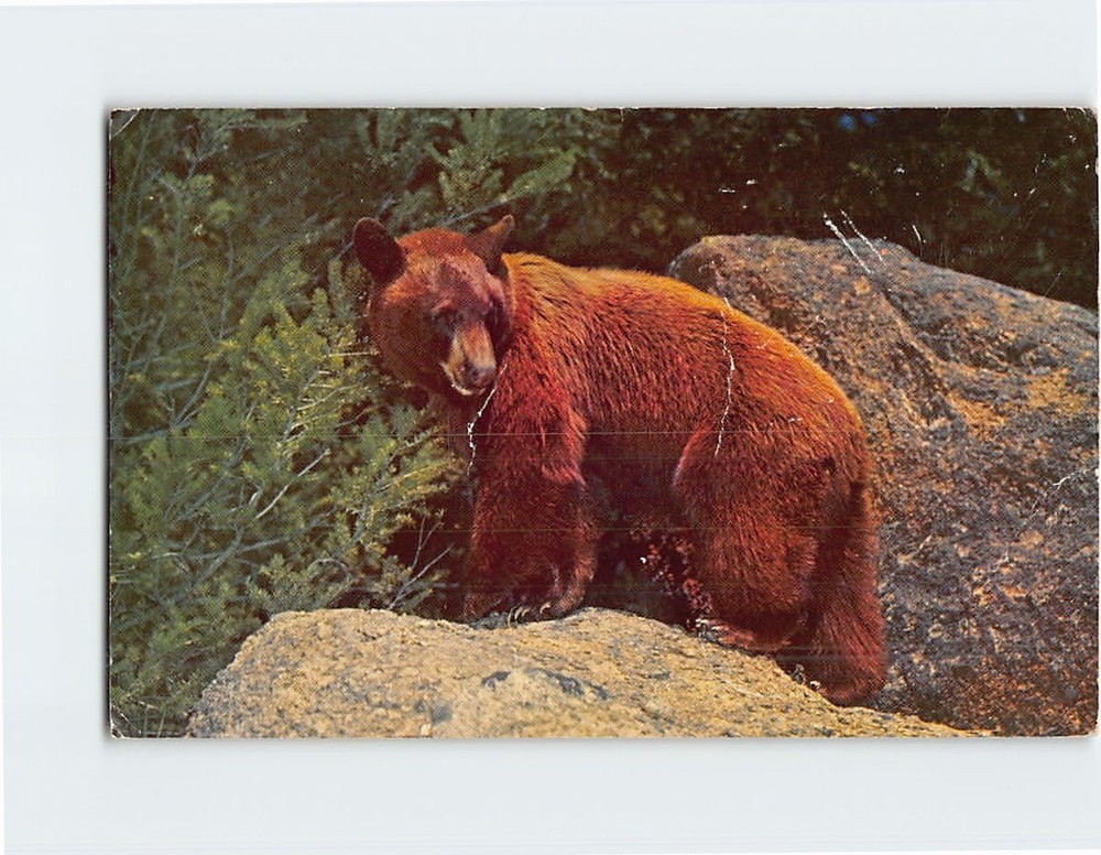 Postcard Yellowstone National Park Wyoming USA