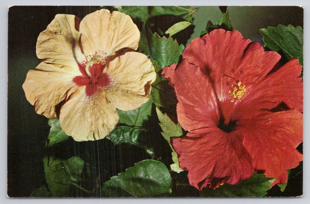 Florida Hibiscus Flower Postcard H. W. Hannau Photo Koppel Color Cards