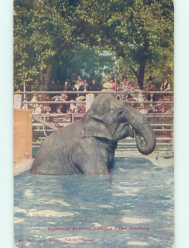 Divided-Back ELEPHANT BATHING AT LINCOLN PARK Chicago Illinois IL H3991