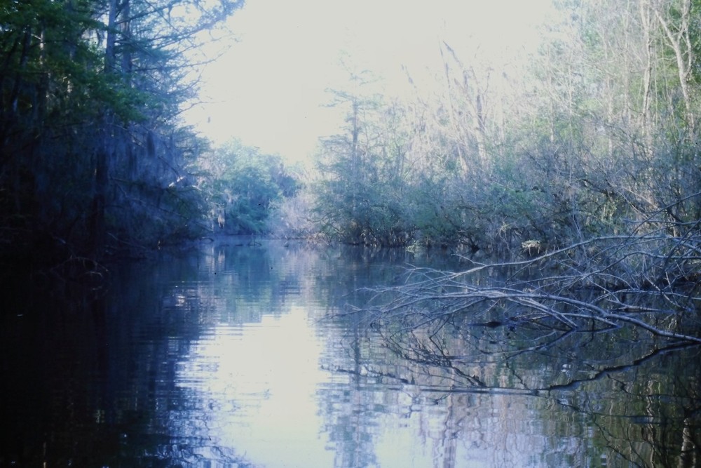 c1960's 35mm Slide Film Southern Swamp Waterway Cypress Trees USA American Hazy