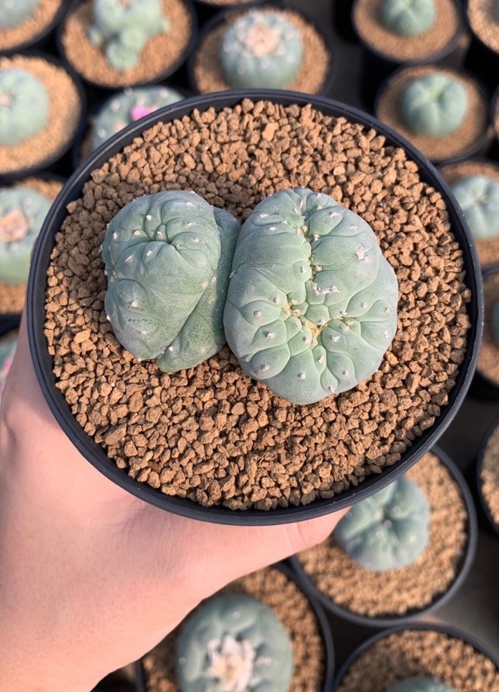 Crested Beautiful Seed Grown Rare Cactus Plant