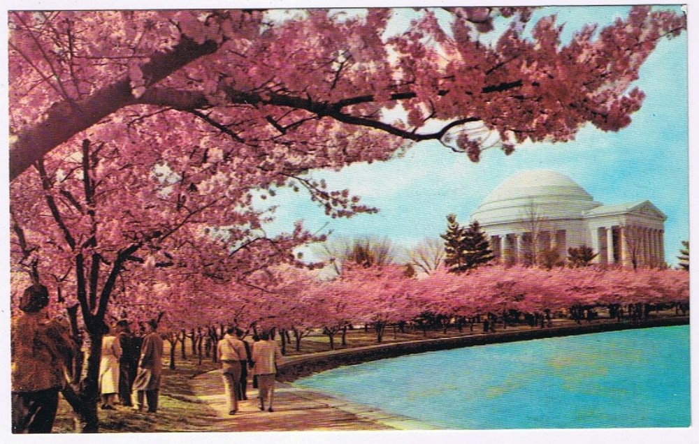 Postcard Cherry Blossom Time Thomas Jefferson Memorial Washington DC