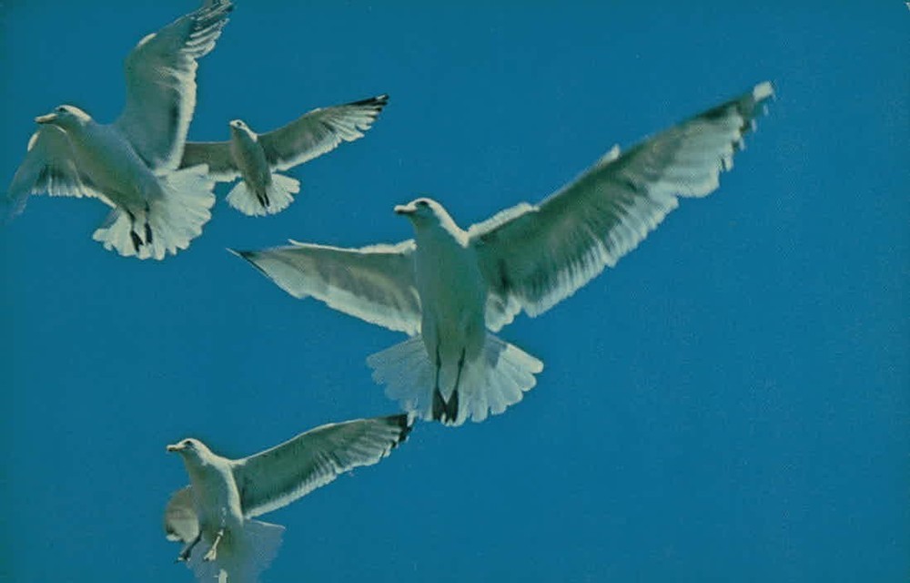 Seagulls in Flight Maine Coast Postcard Unposted Paul Knaut Bromley