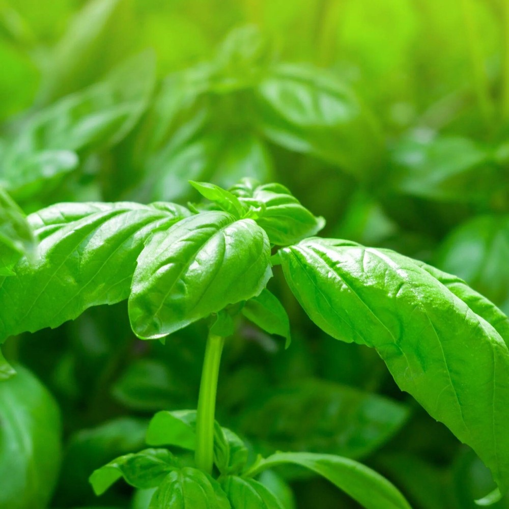 200+ Organic Sweet Basil Seeds/Non-GMO/Herb/Plant/Gardening/Fast Growing