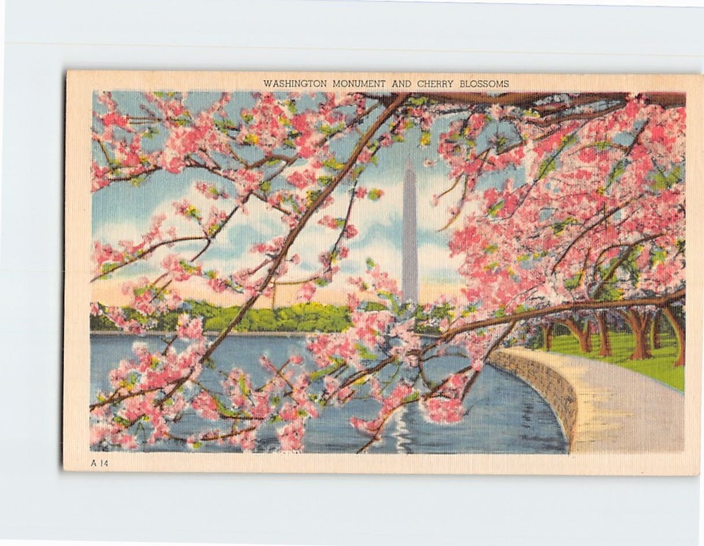 Postcard Washington Monument  & Cherry Blossoms DC