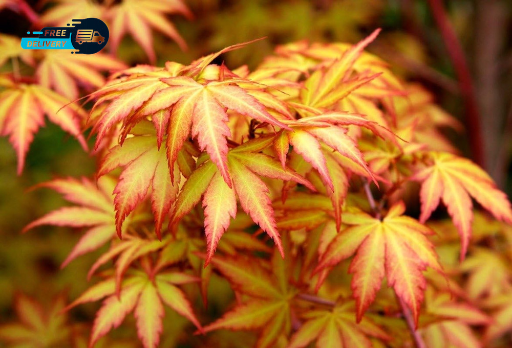 Little Sango Dwarf Coral Bark Japanese Maple Acer Palmatum 'Little Sango' Coral.-image