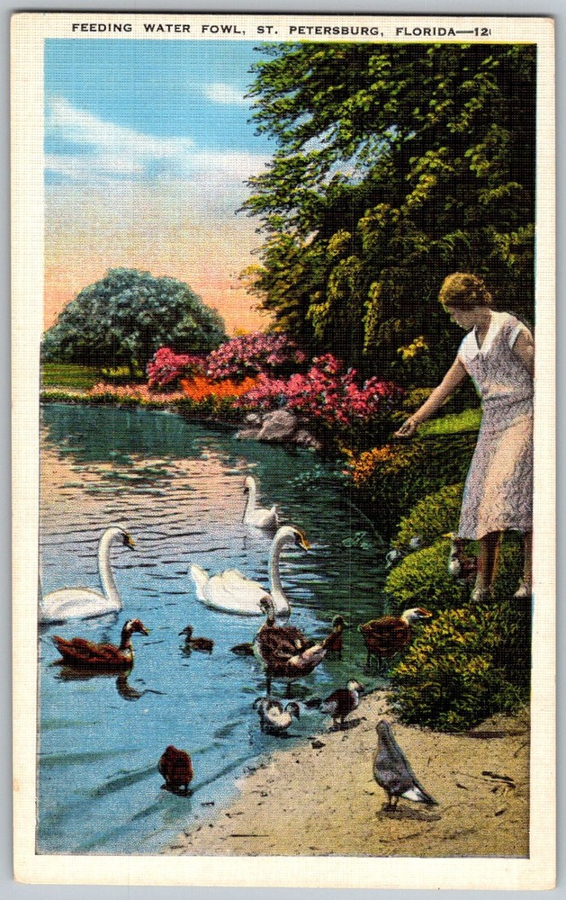 Vtg Linen Postcard Feeding Water Fowl Swans St Petersburg, FL 1930s